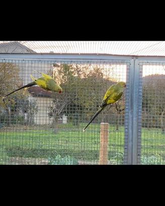 Coppia parrocchetto dal collare pezzata