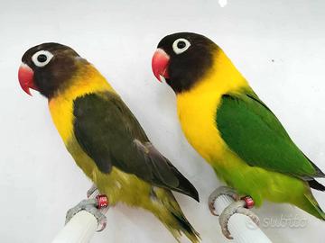 Coppia insep mascherato verde x verde oliva