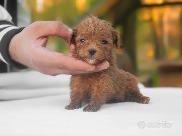 Cucciola di Barboncino femmina