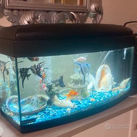 Acquario curvo pet company