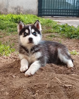 Siberian Husky