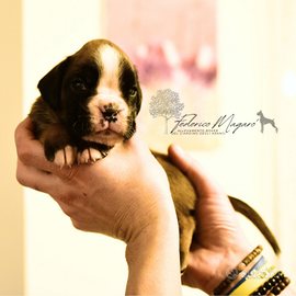 Cucciolo di boxer maschio