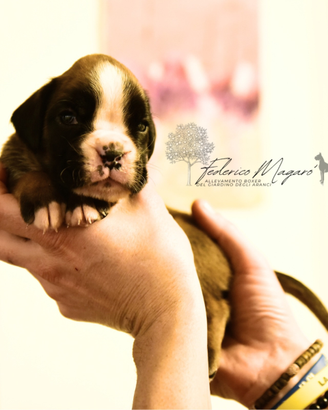 Cucciolo di boxer maschio