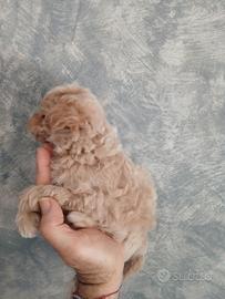 Barboncino taglia piccola