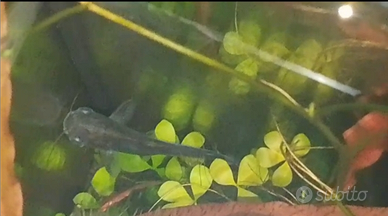 Pesce Pangasio di circa 10 cm a Torino