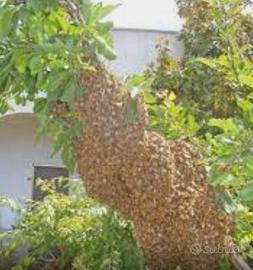 Recupero sciami d'api Gratuitamente nel Lazio