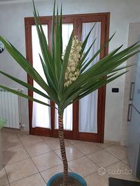 Splendid Yucca-Tronch. del. Felicità 2mt. FIORITUR