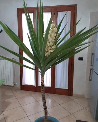 Splendid Yucca-Tronch. del. Felicità 2mt. FIORITUR