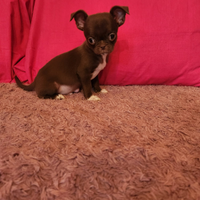 Chihuahua