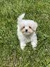 maltese-con-pedigree-enci