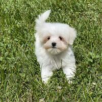 Maltese con pedigree Enci