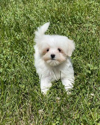 Maltese con pedigree Enci
