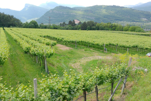 Vigneto coltivato a Pinot Grigio