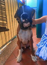 Cucciolone boxer