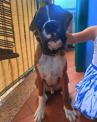 Cucciolone boxer