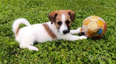 Cucciolo maschio Jack Russell Terrier