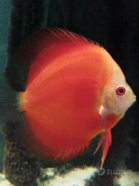 Discus