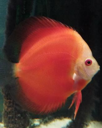 Discus