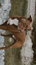 Pit bull per accoppiamento