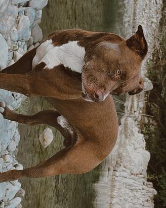 Pit bull per accoppiamento
