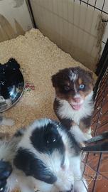 Cuccioli pastore australiano