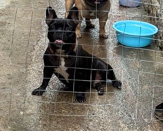 Bulldog francese
