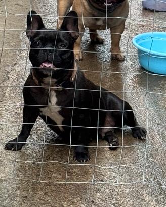 Bulldog francese