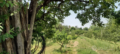 Terreno agricolo in città