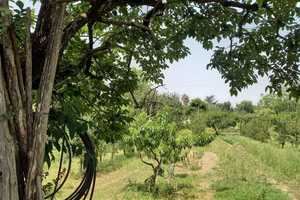Terreno agricolo in città