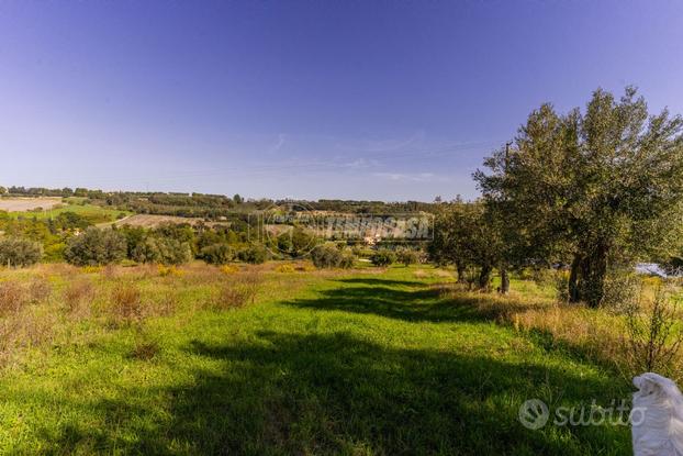 Terreno agricolo con ulivi a Civitanova Alra