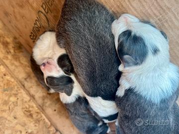 Cuccioli border collie