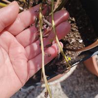 Autentici Semi di Wasabi