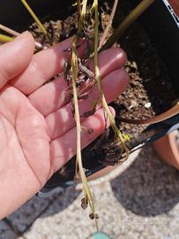 Autentici Semi di Wasabi