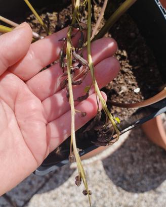 Autentici Semi di Wasabi