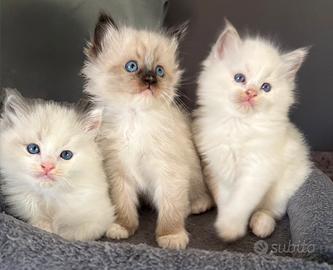 Splendide cucciole Ragdoll con pedigree