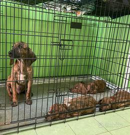 Cucciolo segugio maremmano