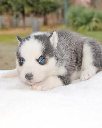Cucciola di Siberian Husky