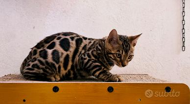 🐾Gattini del bengala🐾