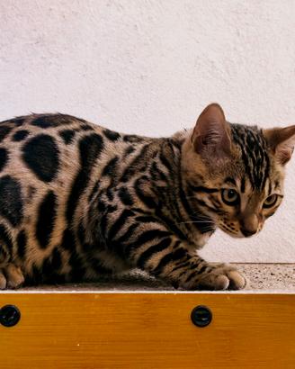 🐾Gattini del bengala🐾