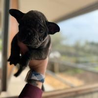 Cucciolo bulldog francese