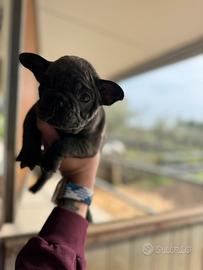 Cucciolo bulldog francese