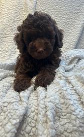 Barboncini cioccolato pedigree enci