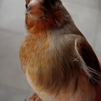 Ibridi cardellino per canarina