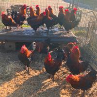 Galli marans neroramato