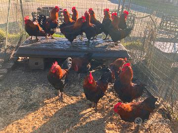 Galli marans neroramato