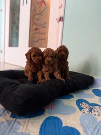 Cuccioli maschio e femmina barboncino toy red