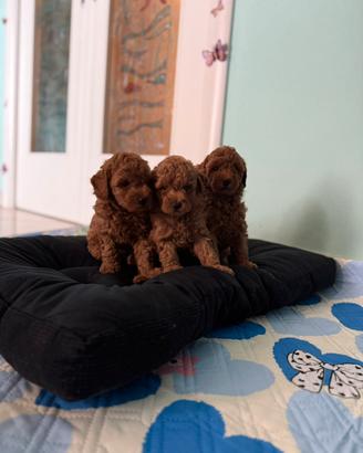 Cuccioli maschio e femmina barboncino toy red
