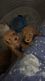 Barboncino toy vendita