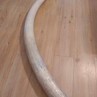 replica in resina zanna elefant