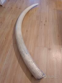 replica in resina zanna elefant